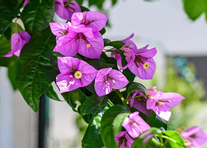 Raffaello Apartamento *