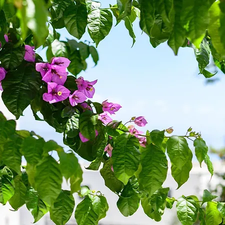 Apartmán Raffaello *